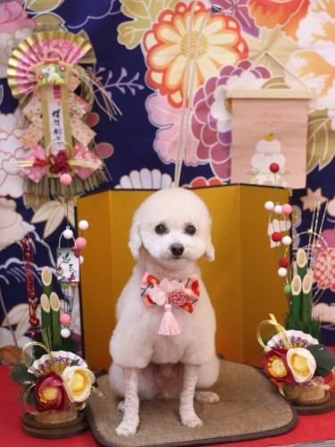 20240107ふぁるくん